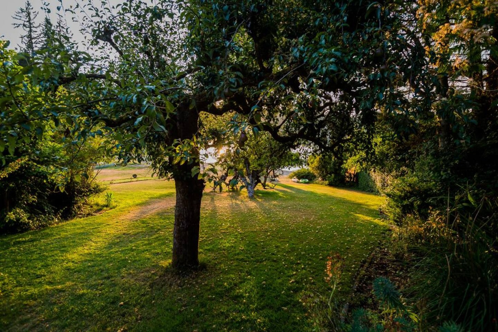 Wisteria Hollow Cottage — photo 46