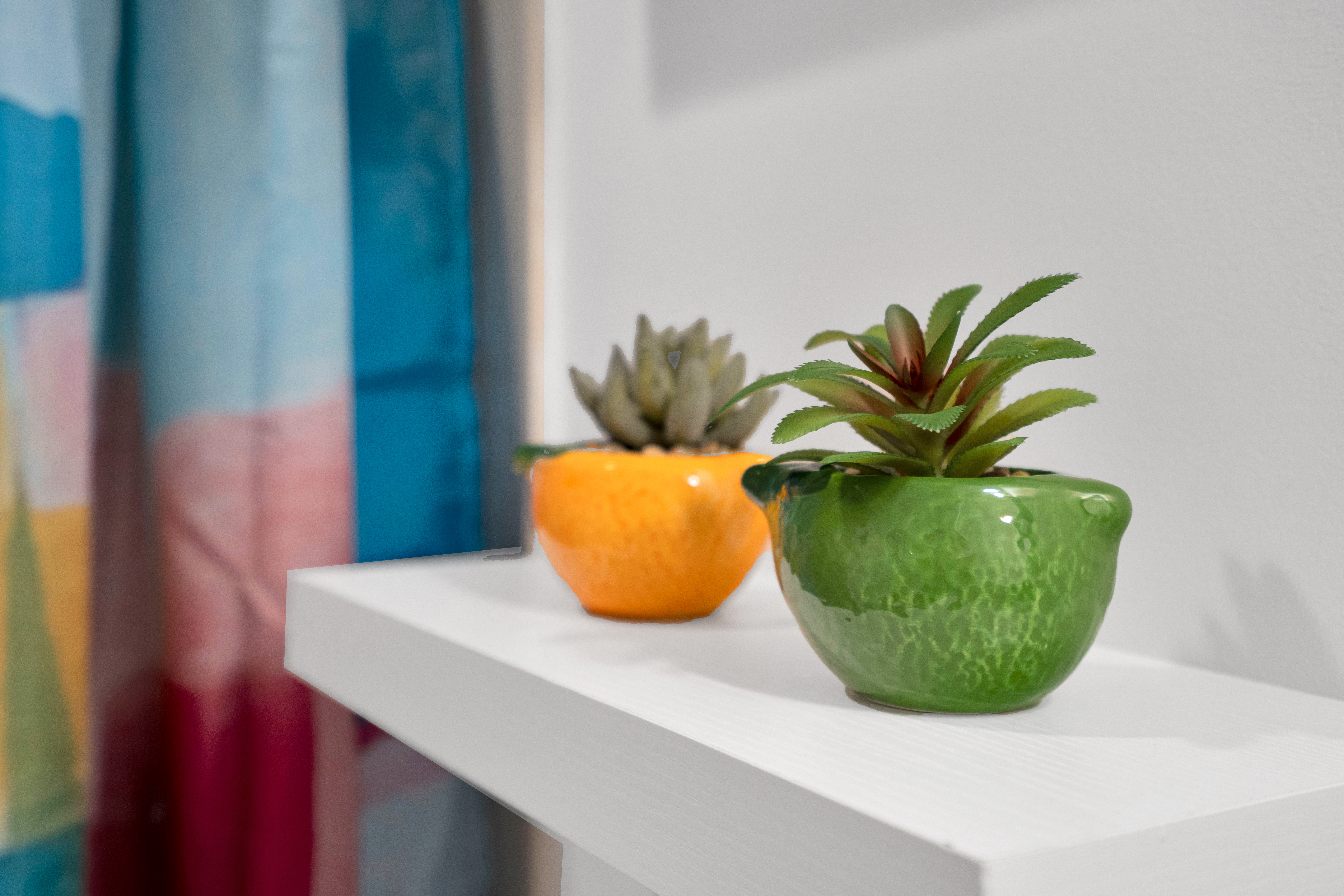 Succulent duo in vibrant pots