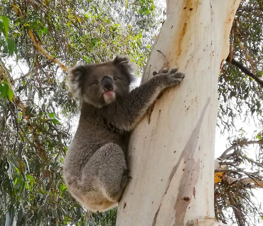 Peaceful Natural Setting – Pleasant green outlook with abundant local wildlife and plentiful fishing opportunities nearby.