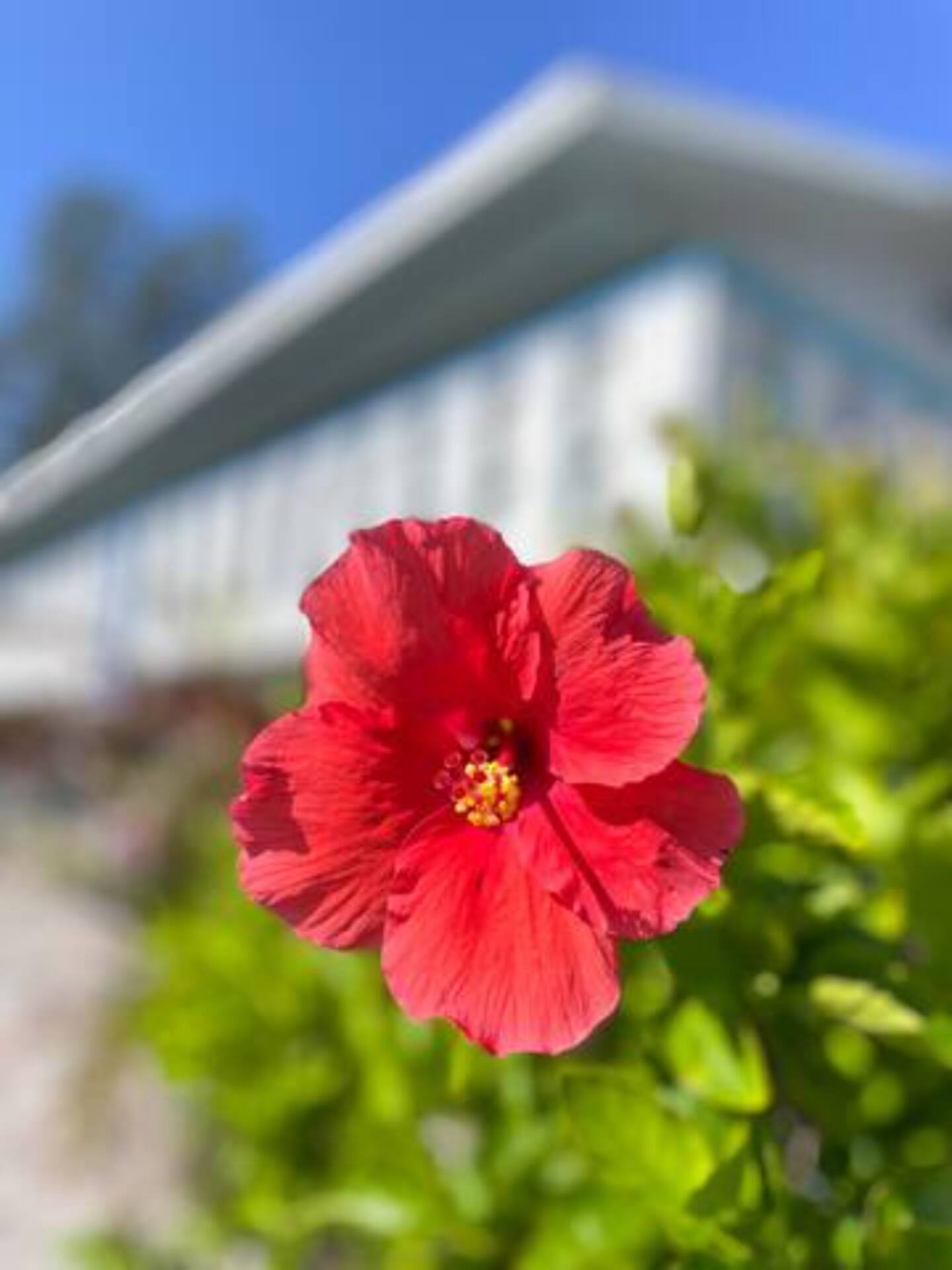 Ohana Gulfside - 250 ft from the beach Suite B — Bradenton Beach, FL — vacation rental