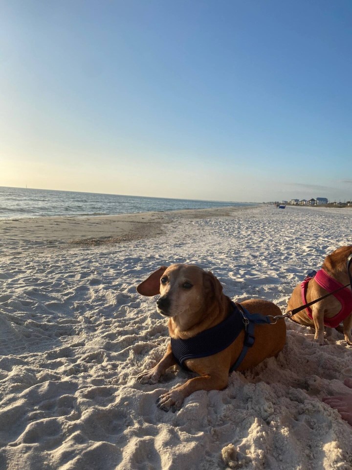 Beaches are dog friendly!
