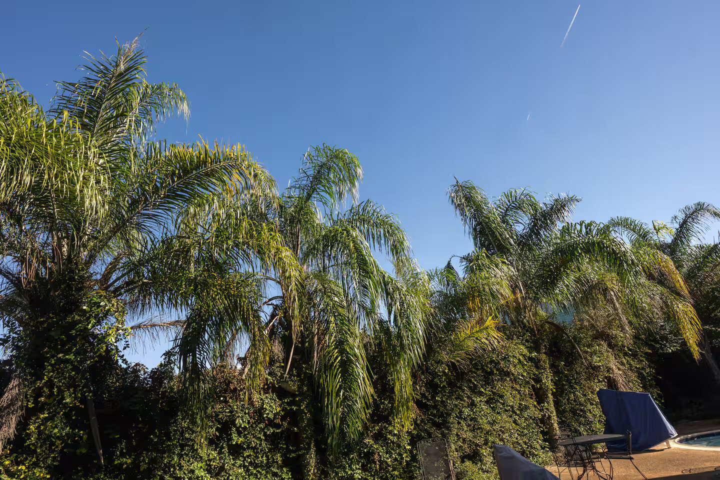 Lush palms and sunny skies