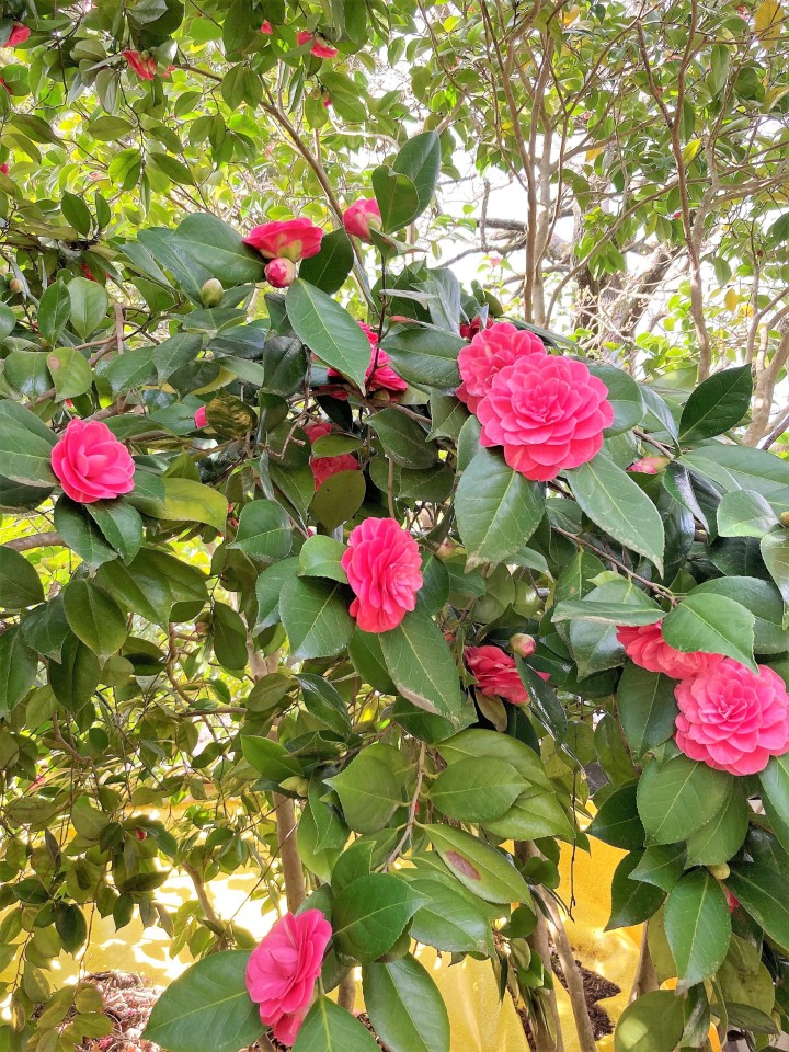Camellia Cottage – Adelaide Hills Romantic Getaway Surrounded by Nature