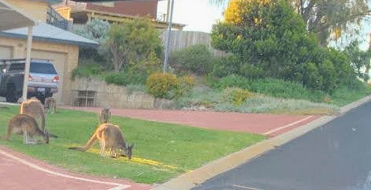 Kangaroos in the area