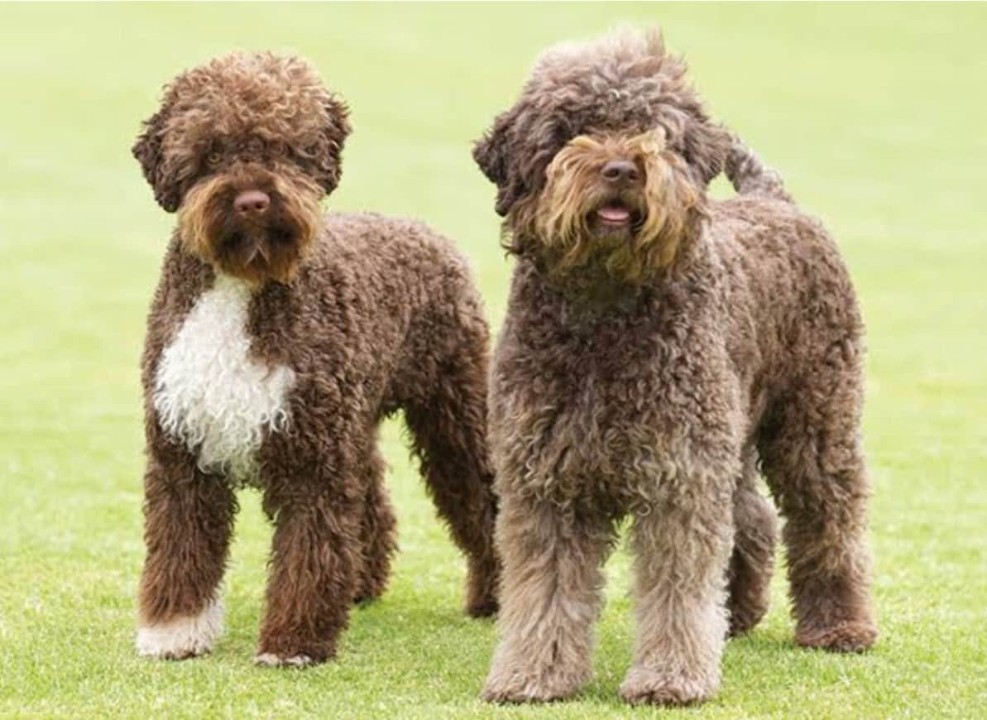 4 Legged kids Pets friendly