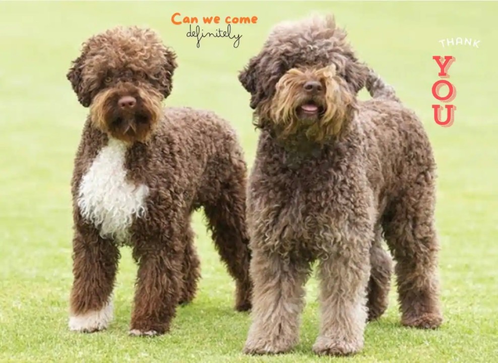 Unwind @  Yokine Escape 'Pet Friendly"  - Pet-friendly on this property. Approval and an additional pet fee of $75 per day are required.