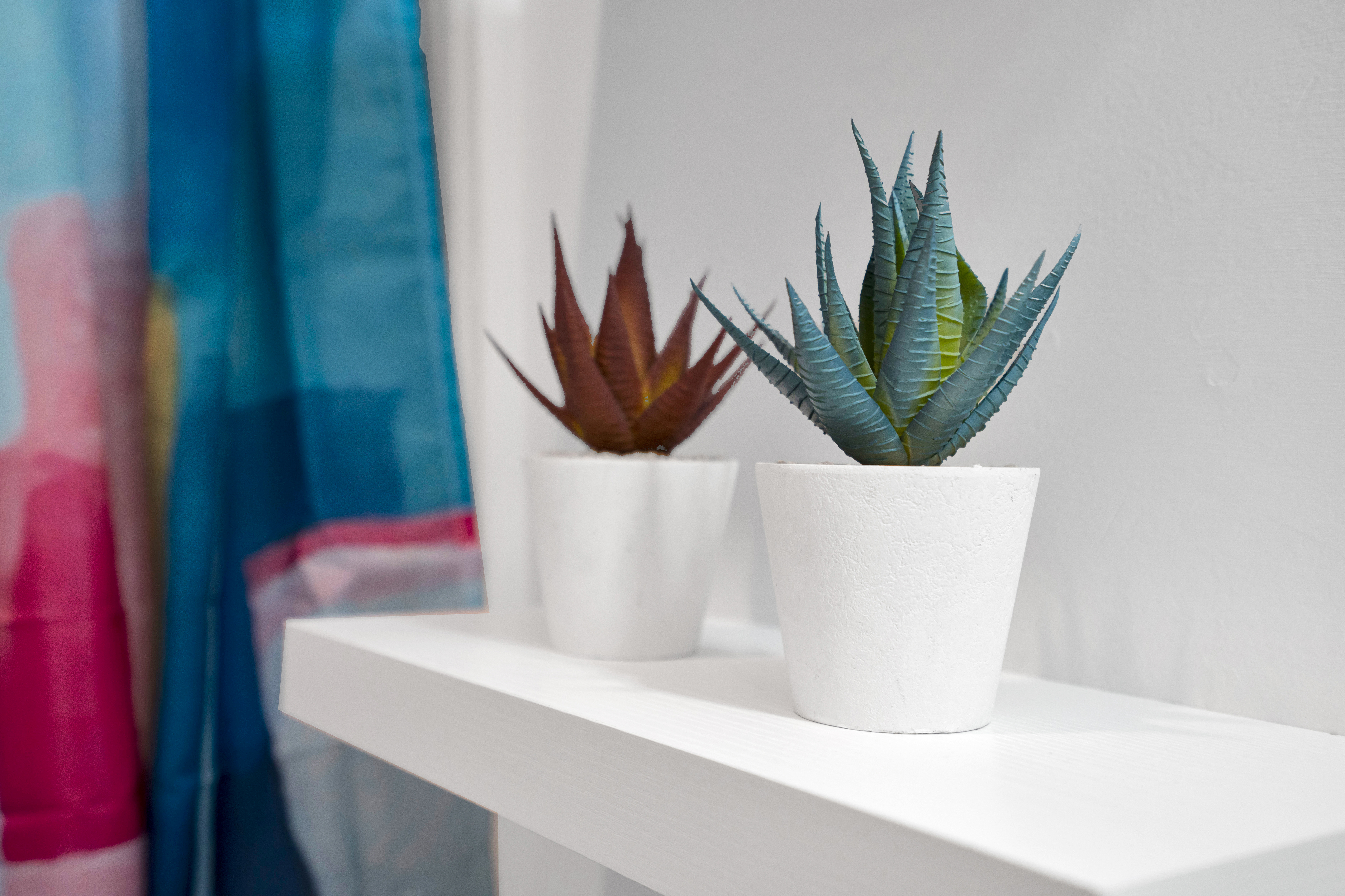 Succulent twins in soft tones