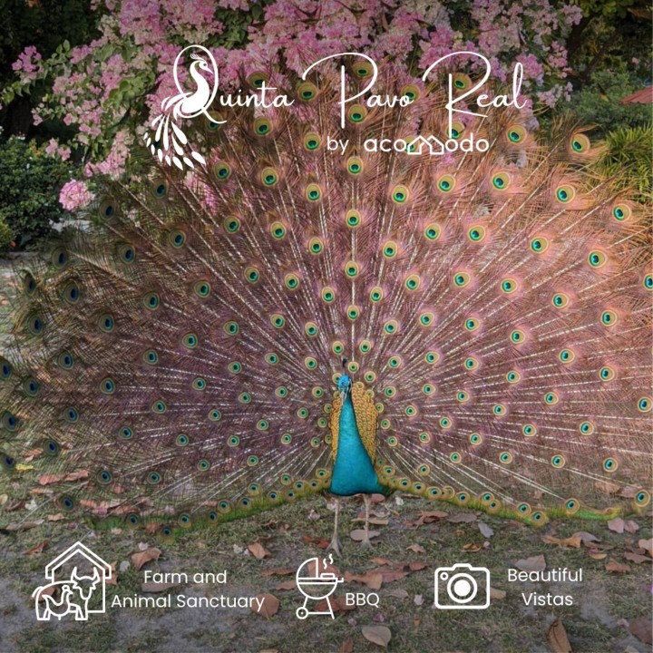 Quinta Pavo Real by AcoModo