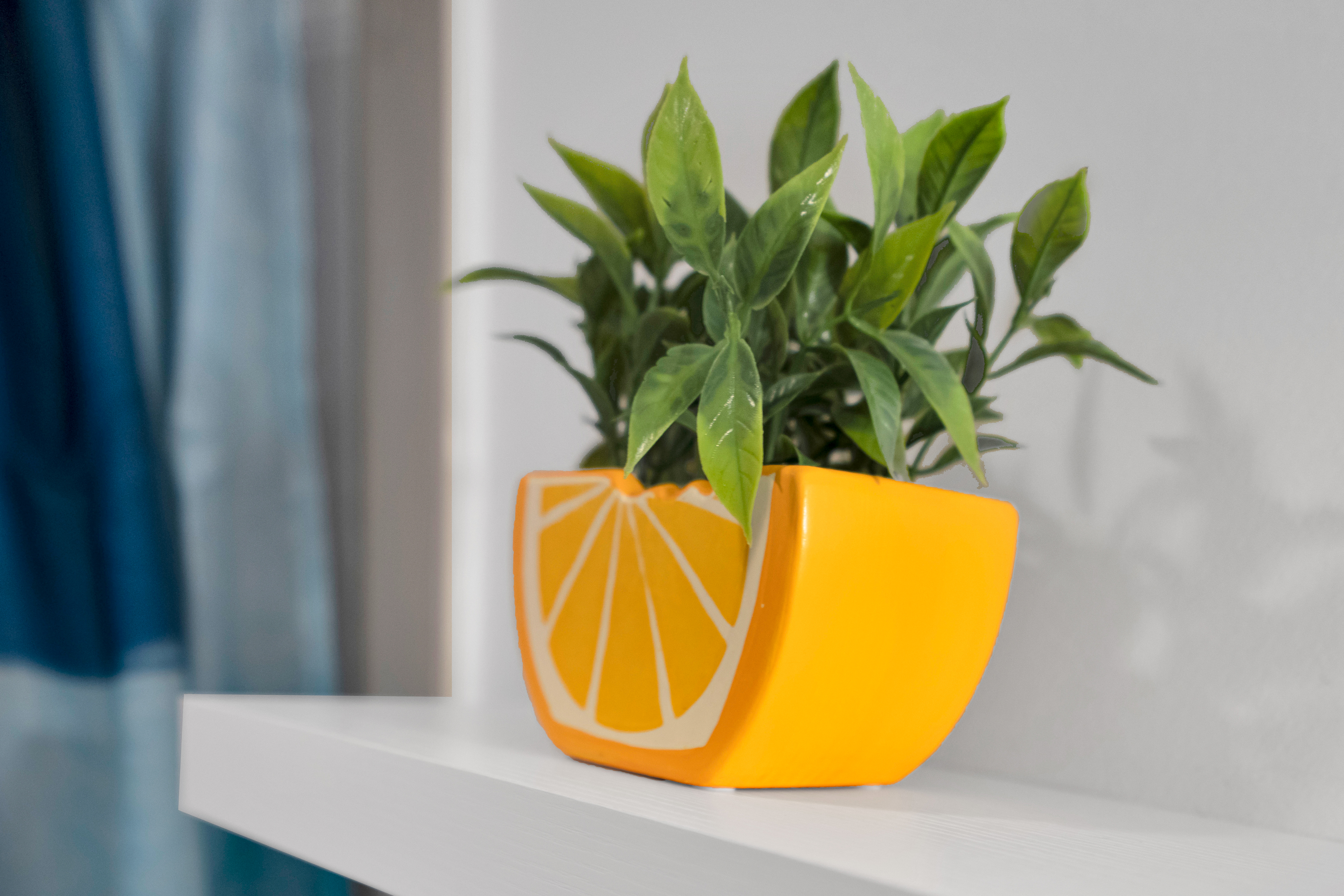 Citrus charm meets leafy freshness